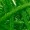 Green Apple
